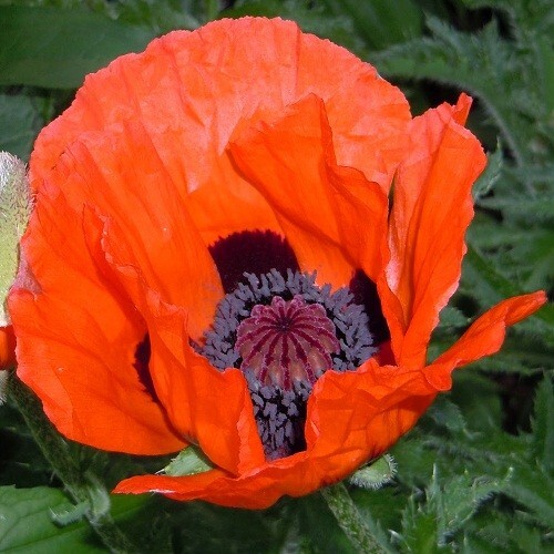 2,500 Prince of Orange Perennial Orientale Poppy Seeds For Planting. Huge Blooms