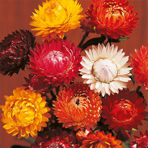 Tom Thumb Mix Strawflower Seeds | Heirloom | Free Shipping | Flower Seeds | 1219