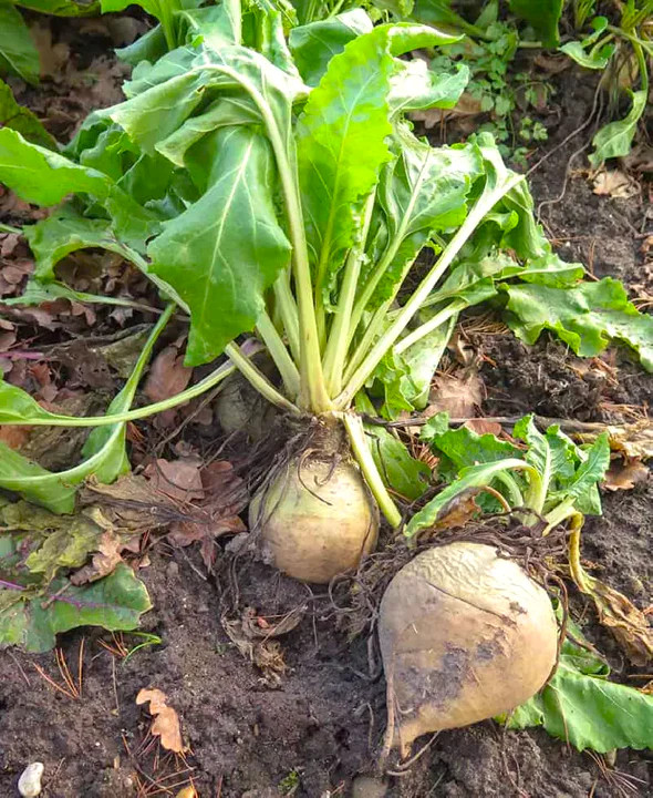 White Albino Beet Seeds | Sugar Beets Avalanche Snow Seed For 2024 Free Shipping