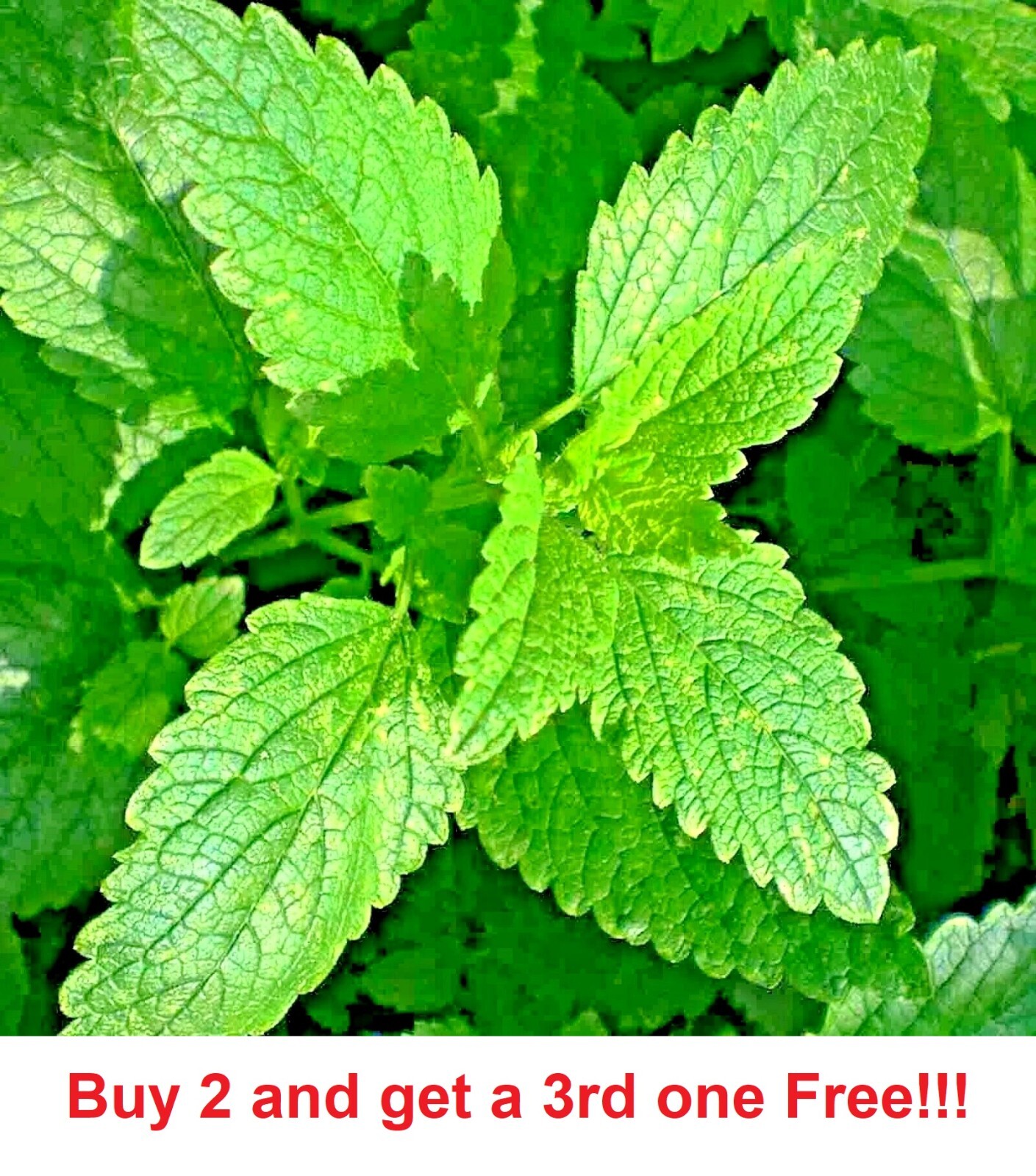 1600 LEMON BALM CITRONELLA PERENNIAL SEEDS MOSQUITO INSECT REPELLENT NON-GMO