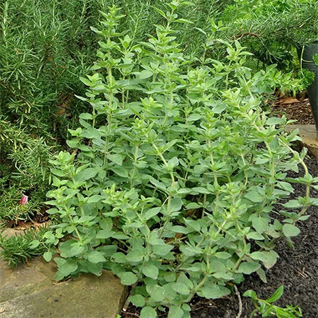 Common Oregano Seeds Heirloom Non-GMO Free Shipping