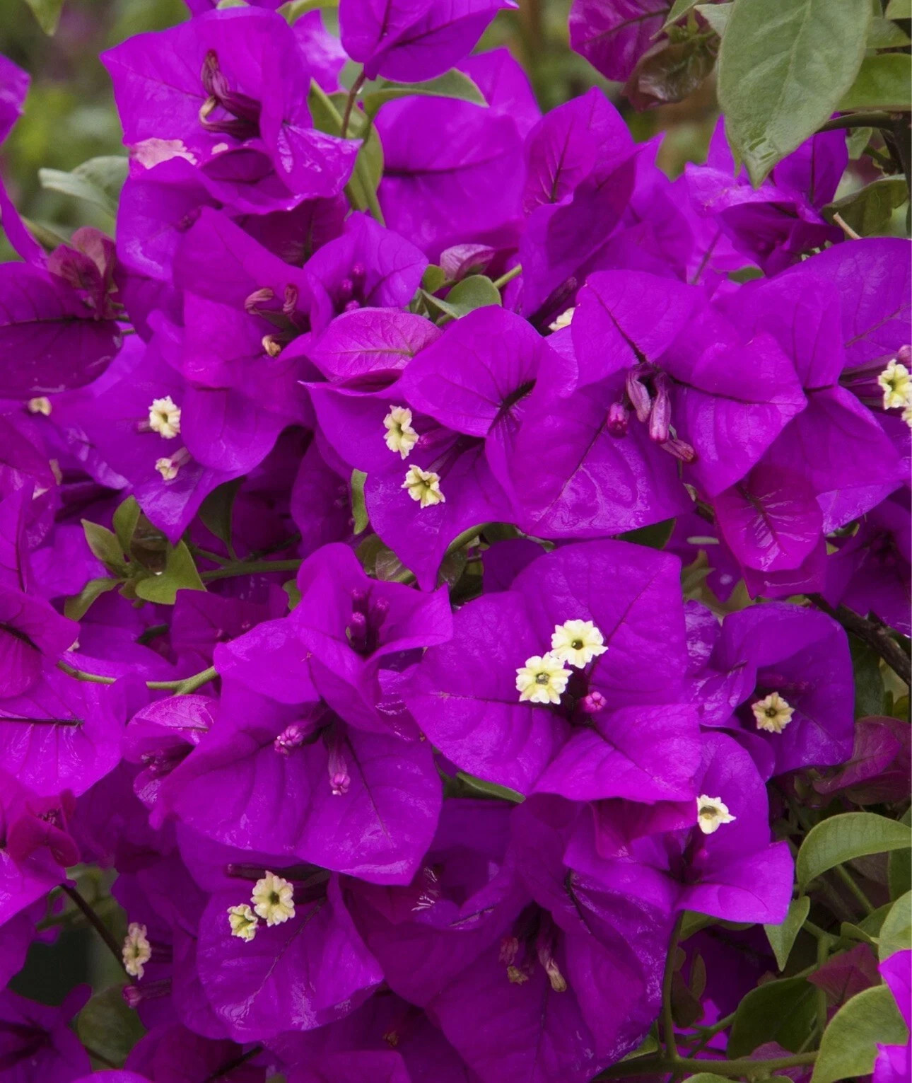 4” Pot of PURPLE MAJESTY Rooted Bougainvillea Plant-Height & Fullness Varies