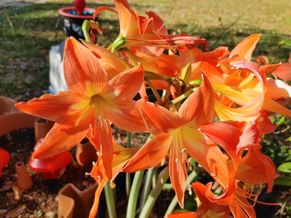 50 Amaryllis Seeds, Hand pollinated fresh 2026