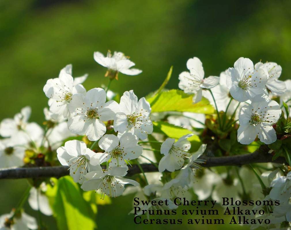 1-1000 PCS Mazzard Cherry Tree Seeds Prunus Avium Alkavo White Flower Red 0136