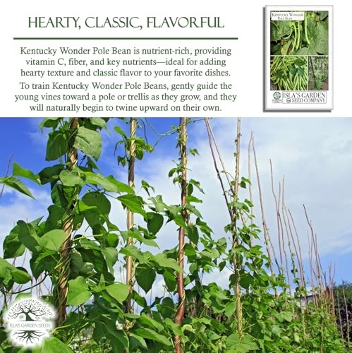 Kentucky Wonder Pole Bean Seeds (Phaseolus vulgaris) – 30+ Non-GMO Heirloom