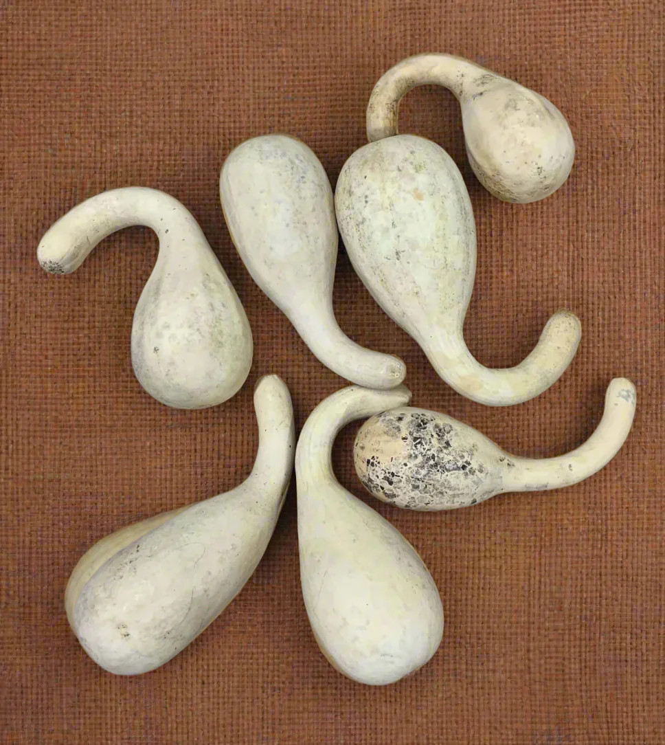 Small Spoon Ornamental Gourd Seeds – For 2025 Planting Bicolor Yellow Green