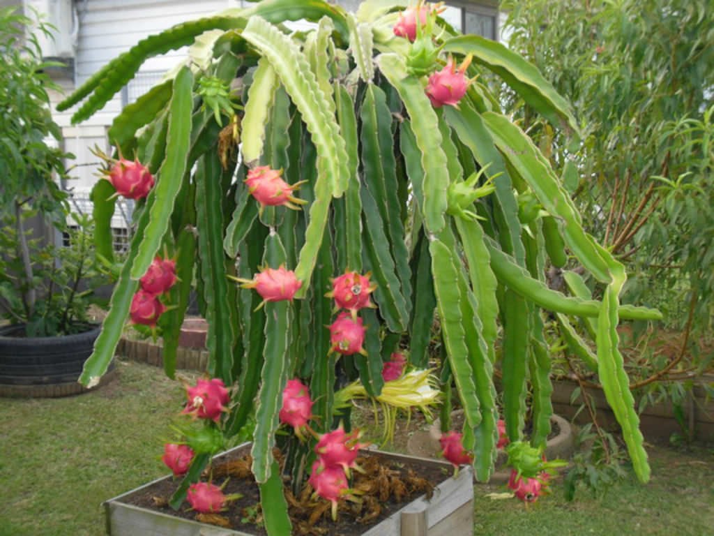 Dragon Fruit, White Fleshed Cactus 5 Seeds, Hylocereus Undatus Free Shipping!