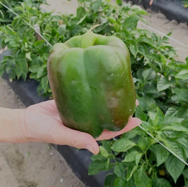 55+ California Wonder Bell Pepper BIG Heirloom Seeds NON-GMO Fresh Garden FAST