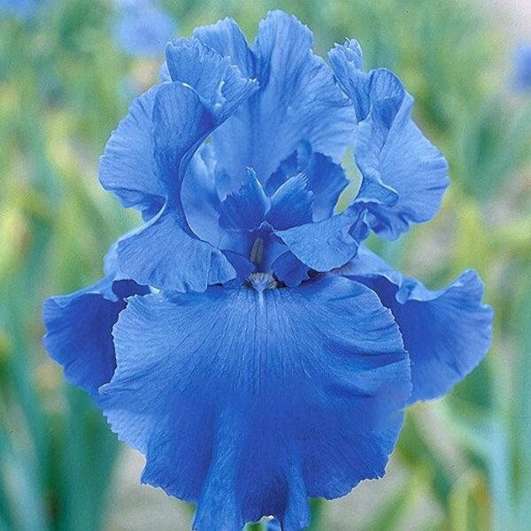 US Seller Multi-Varieties Iris Seeds, Heirloom Iris, Mixed seeds 25pcs/pack