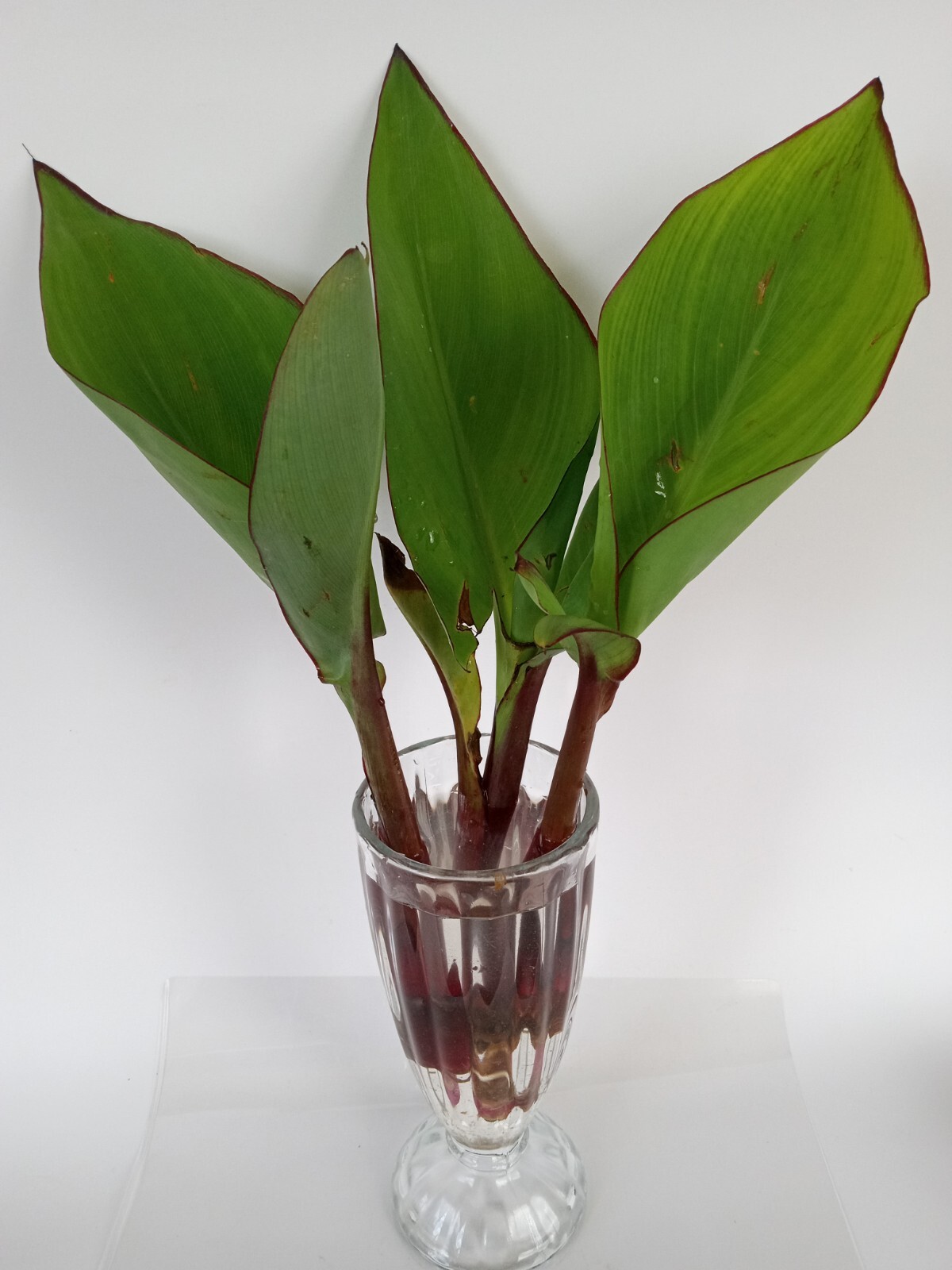 RED CANNA LILY Rooted Starter Plant Large Green Leaf – Hardy Tropical Perennial