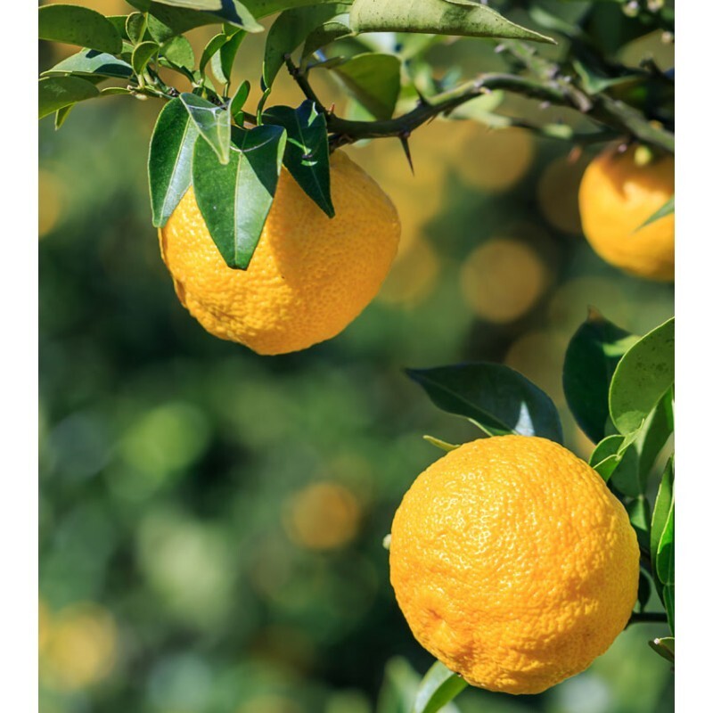 California only! Yuzu bush (12-18″ tall), rooted, No ship Az, Tx, Fl, La, Ak