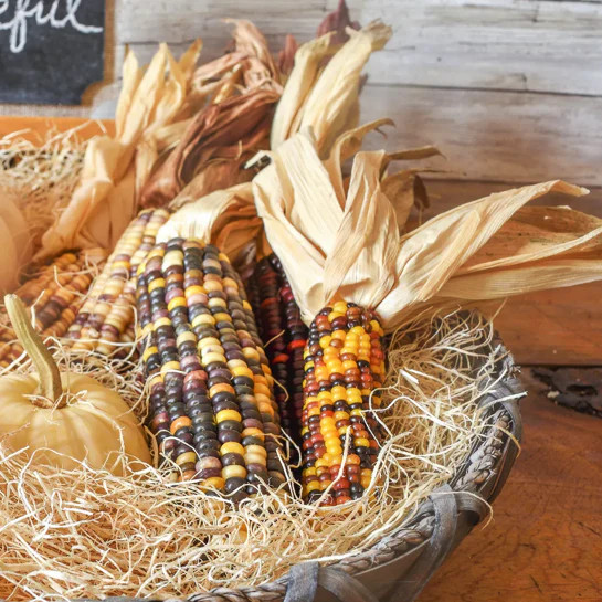 Red Husk Rainbow Ornamental Corn Seeds | Glass Gem Color Flint Popcorn Seed 2024