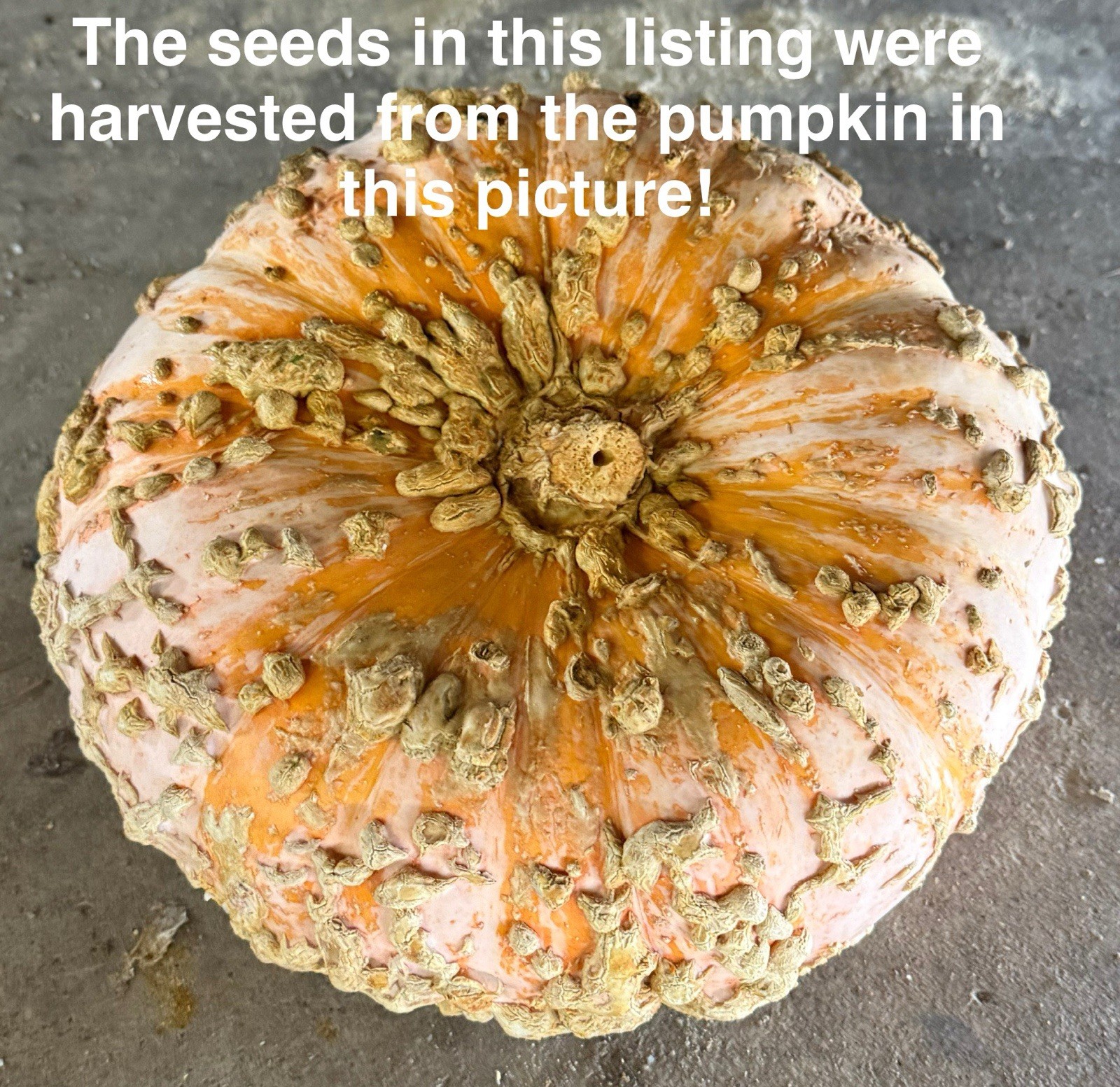Seeds #8: Large Peanut Pumpkin. Orange/Cream. Unique Seeds (10 ct)