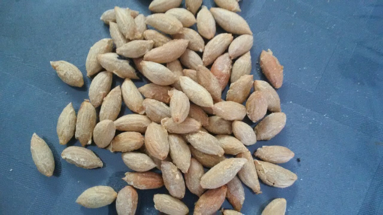 organic olive seeds from the holly land jerusalem , 15 seeds