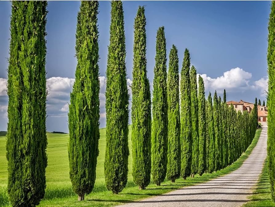 Italian Cypress Tree Seeds (Cupressus sempervirens stricta) Hardy to Zone 7