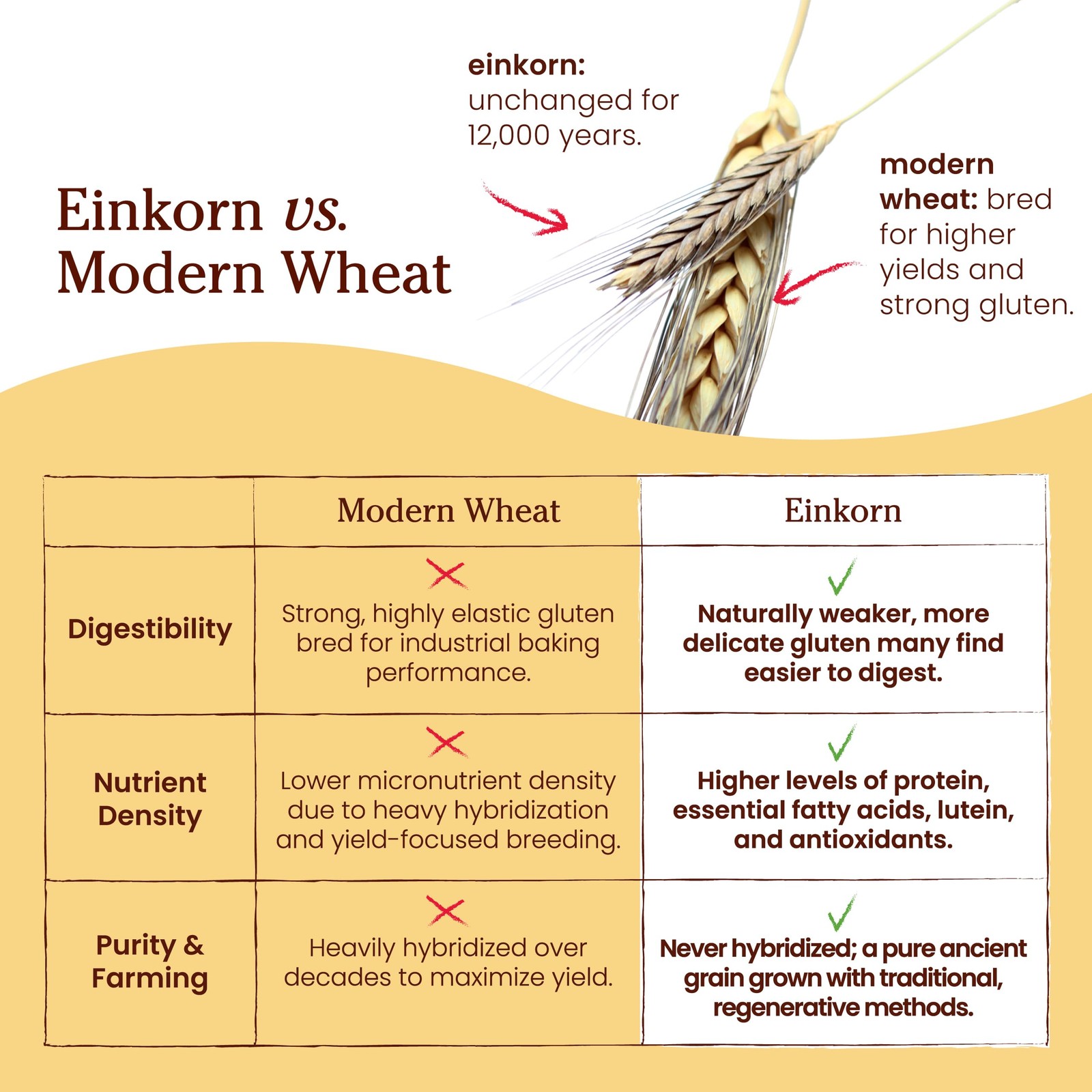 Jovial Organic Einkorn Whole Wheat Flour – Bread Baking 32 Ounce (Pack of 2)
