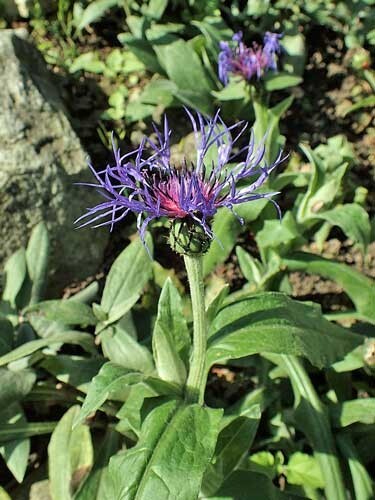 Centaurea montana | Mountain Bluet | Bachelor’s Button | 10 Seeds