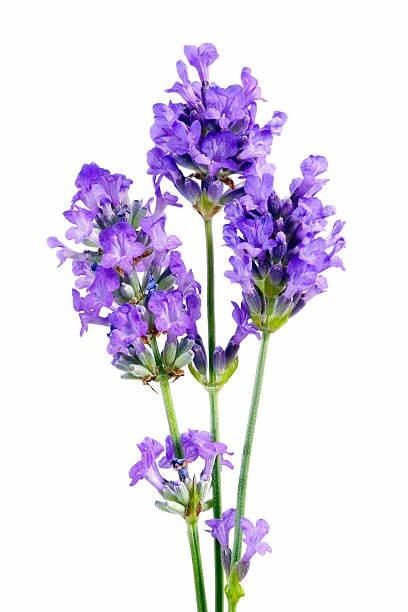 40 VERA LAVENDER SEEDS | SALE FREE SHIPPING NON GMO HEIRLOOM