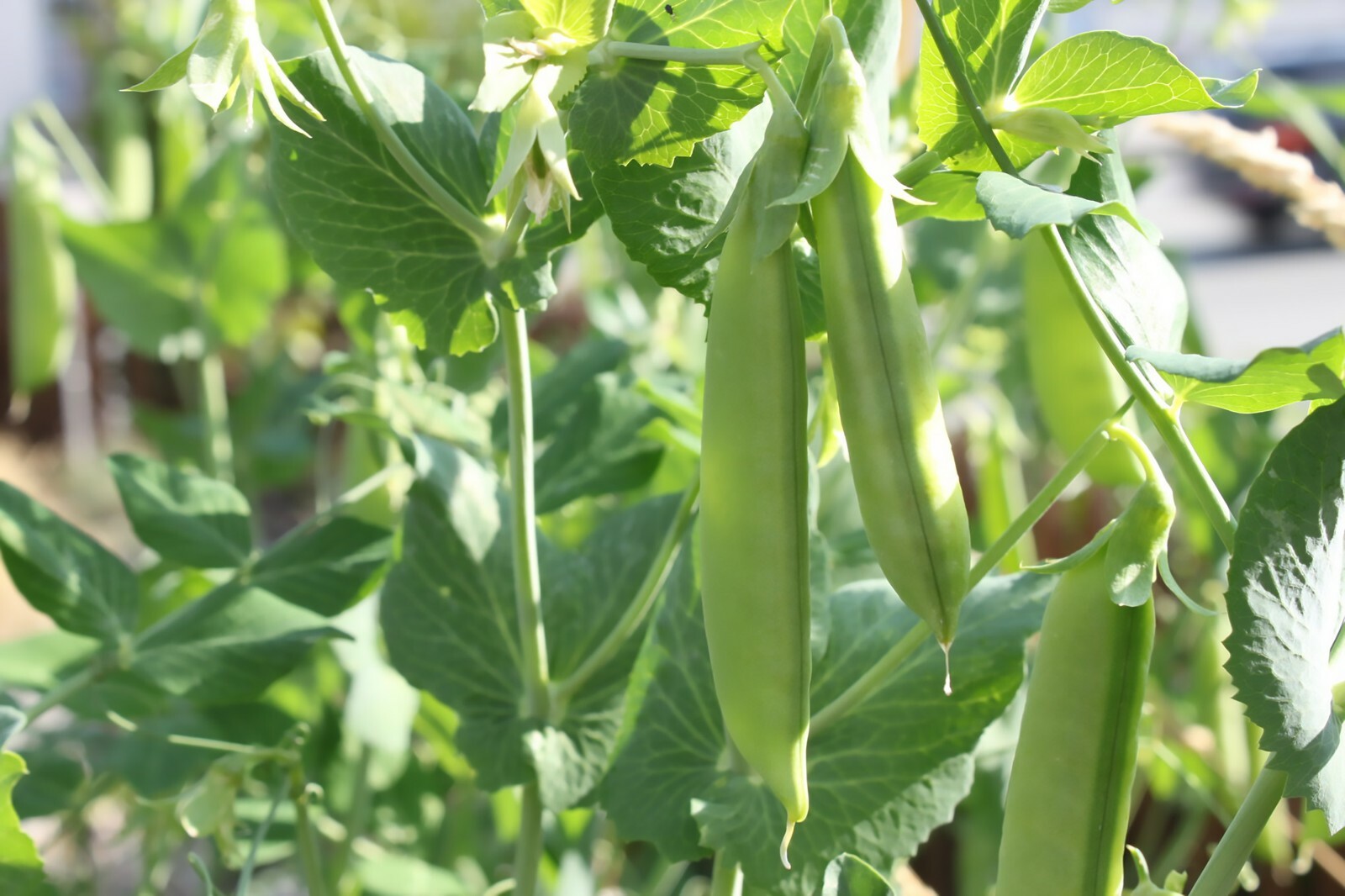 Peas – Sugar Snap – Sugar Ann, Pisum sativum