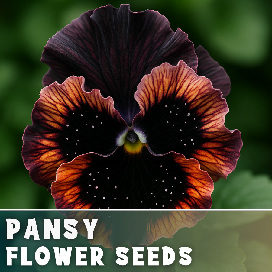 150+ Pansy Seeds (Viola) – Fragrant, Flower Seeds, Annual Seeds, Garden Seeds