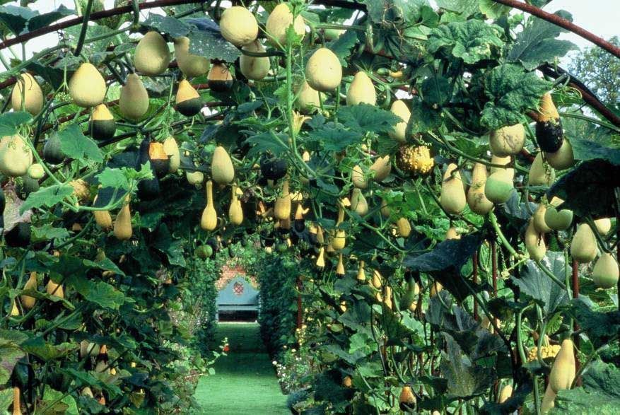 30+SMALL MIXED GOURDS Seeds Hard Shell Type Crafts Autumn Decoration Baskets