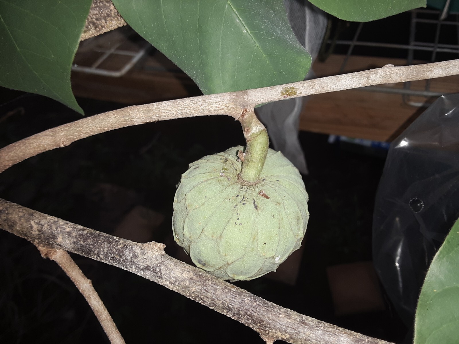 10 Organic Cherimoya/Custard Sugar Apple Tropical Fruit Seeds.US grown seeds.