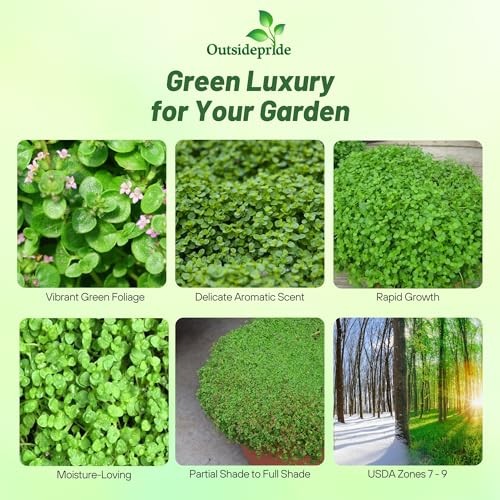 Mentha Corsican Mini Mint Seeds for Planting – 50 Pcs Pellets 50 Pellets