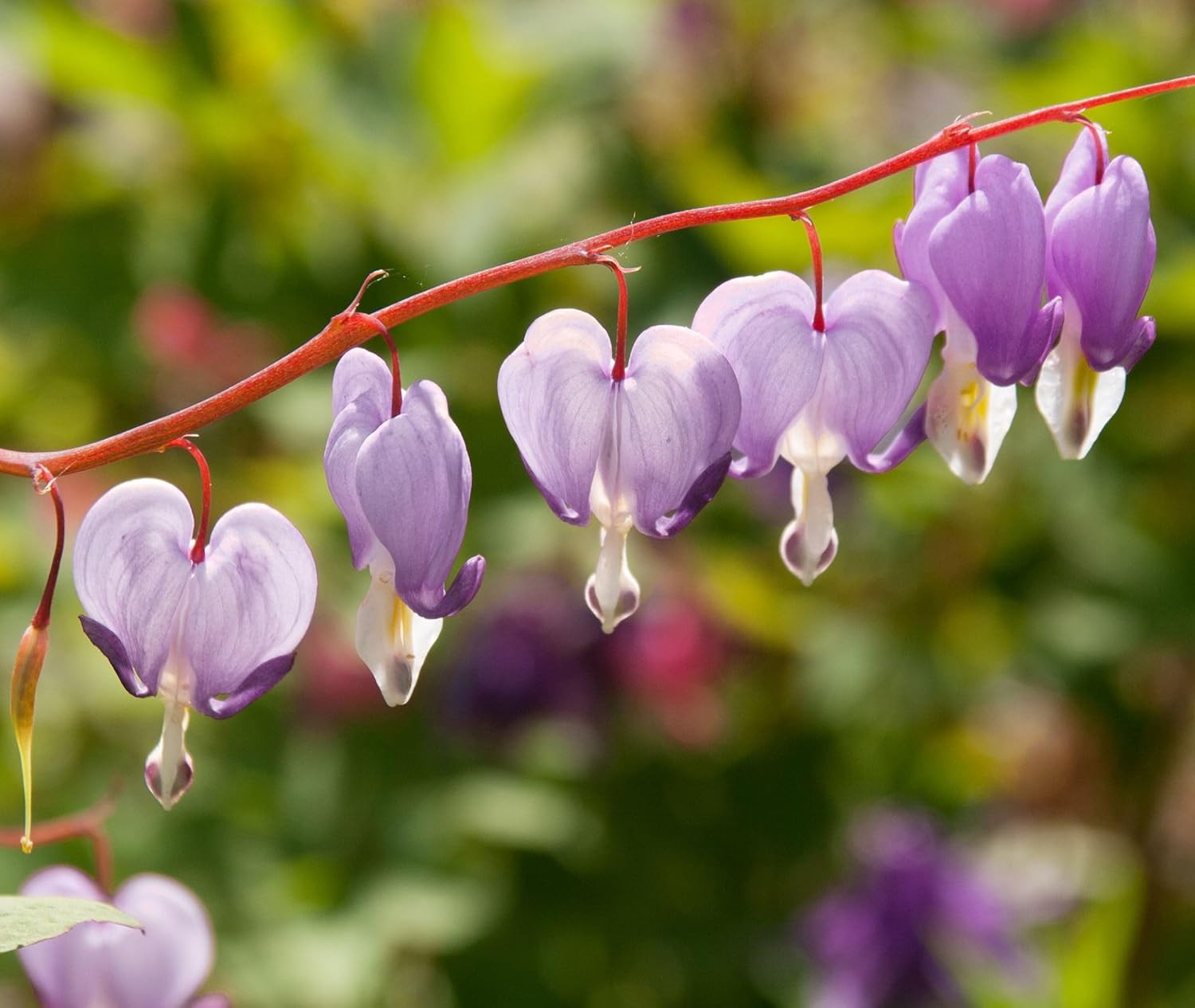 20 pcs Rare Mix Color Red Pink Purple White Bleeding Heart Seeds Shade Flower Ga