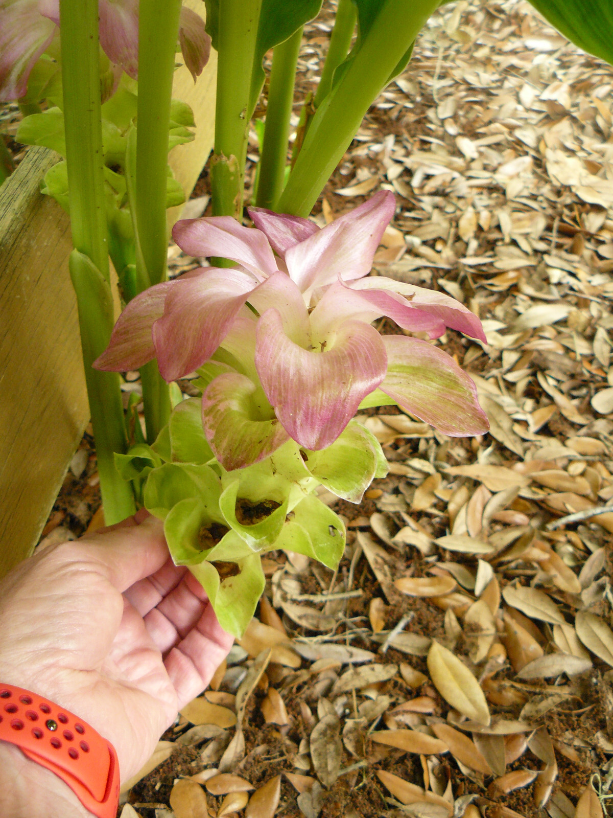 (4) Curcuma Elata Ginger Lilies -(Pine Cone Lily) Rhizomes / Beautiful Colors