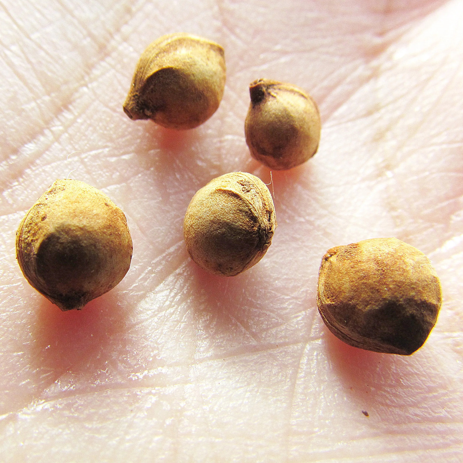 Black Cherry Tree Seeds – For 2026 Planting Prunus Serotina White Flower Blooms
