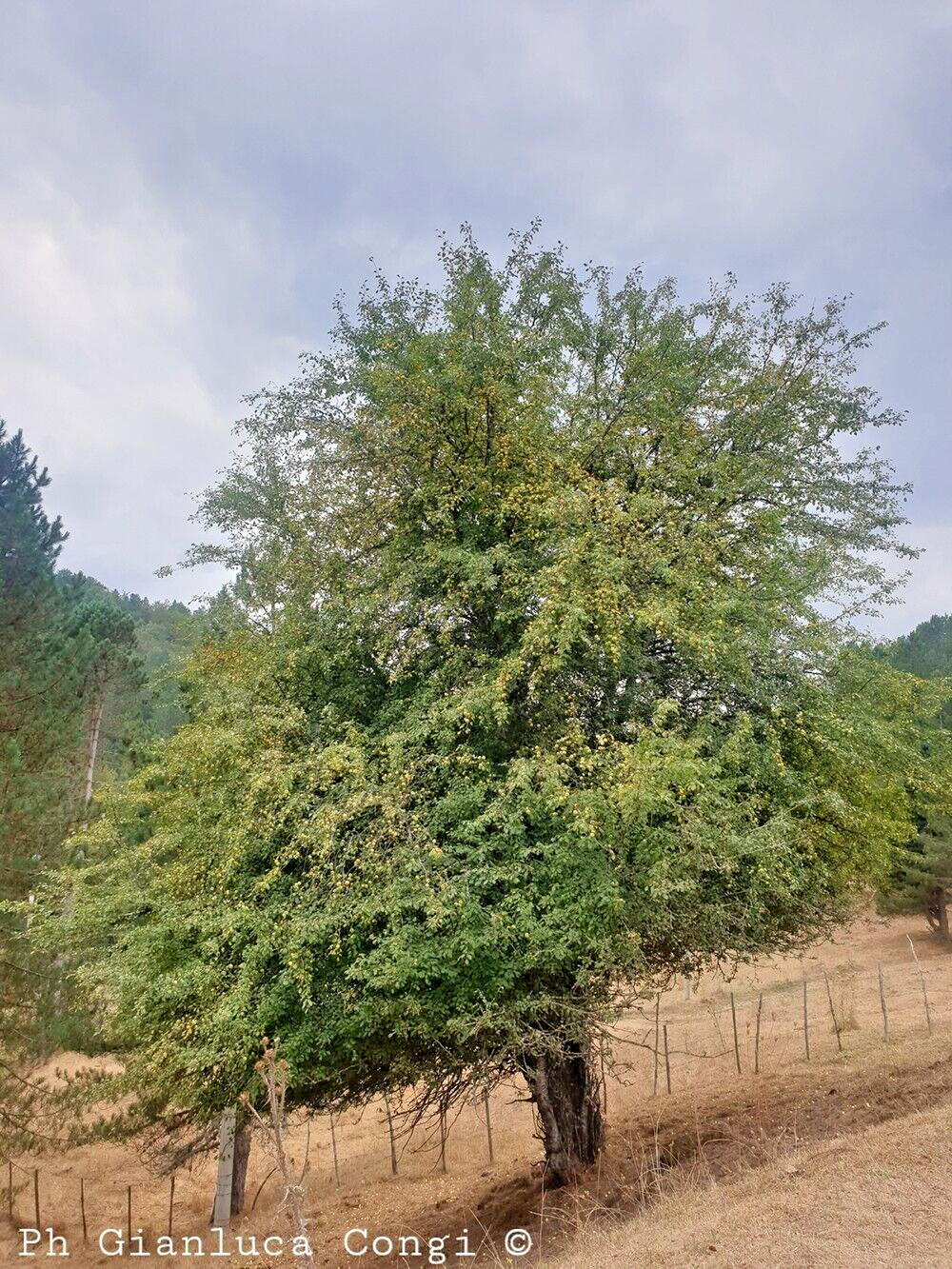 French Wild Apple | Premium Seeds | Malus sylvestris ‘Fruit’ | Plants’®