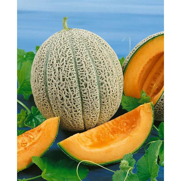 40 Hales Best Jumbo Cantaloupe Seeds | NON-GMO | Heirloom Seeds free shipping