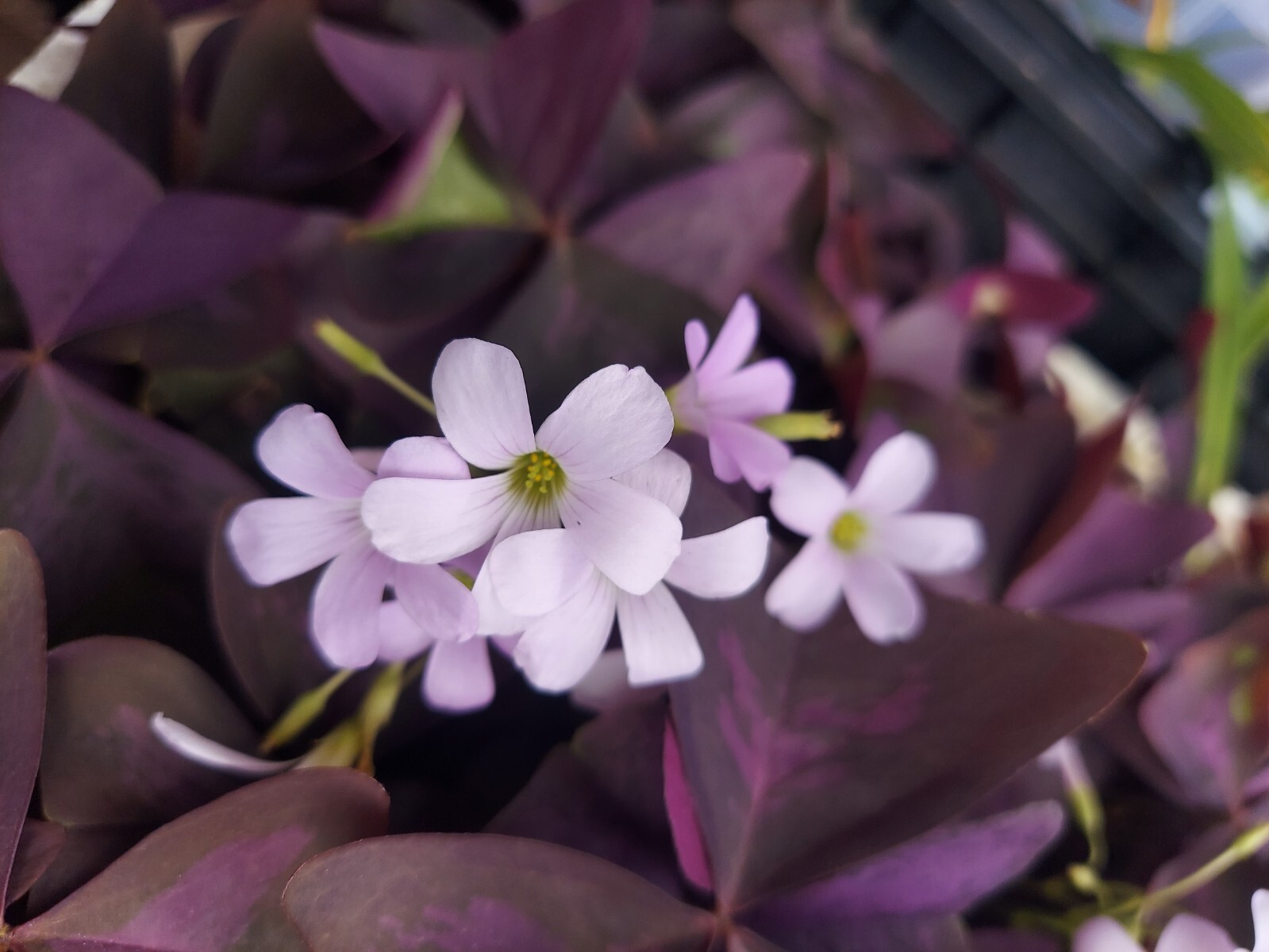 10 ORGANIC Pale Pink Flowers Oxalis Triangularis Purple Shamrock Bulbs Rhizomes