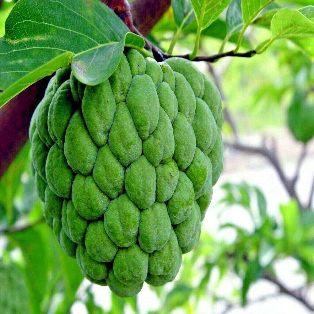 ORGANIC “Sugar Apple” Fruit Tree Seeds (Annona squamosa) Tropical Sweetsop Plant