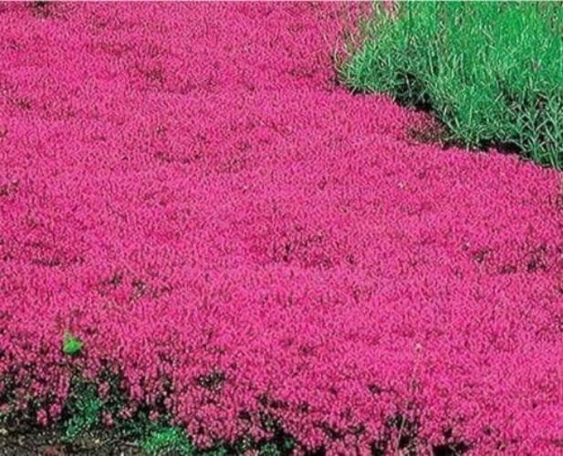20000+ Red Creeping Thyme Seeds – Hardy Ground Cover for Any Landscape