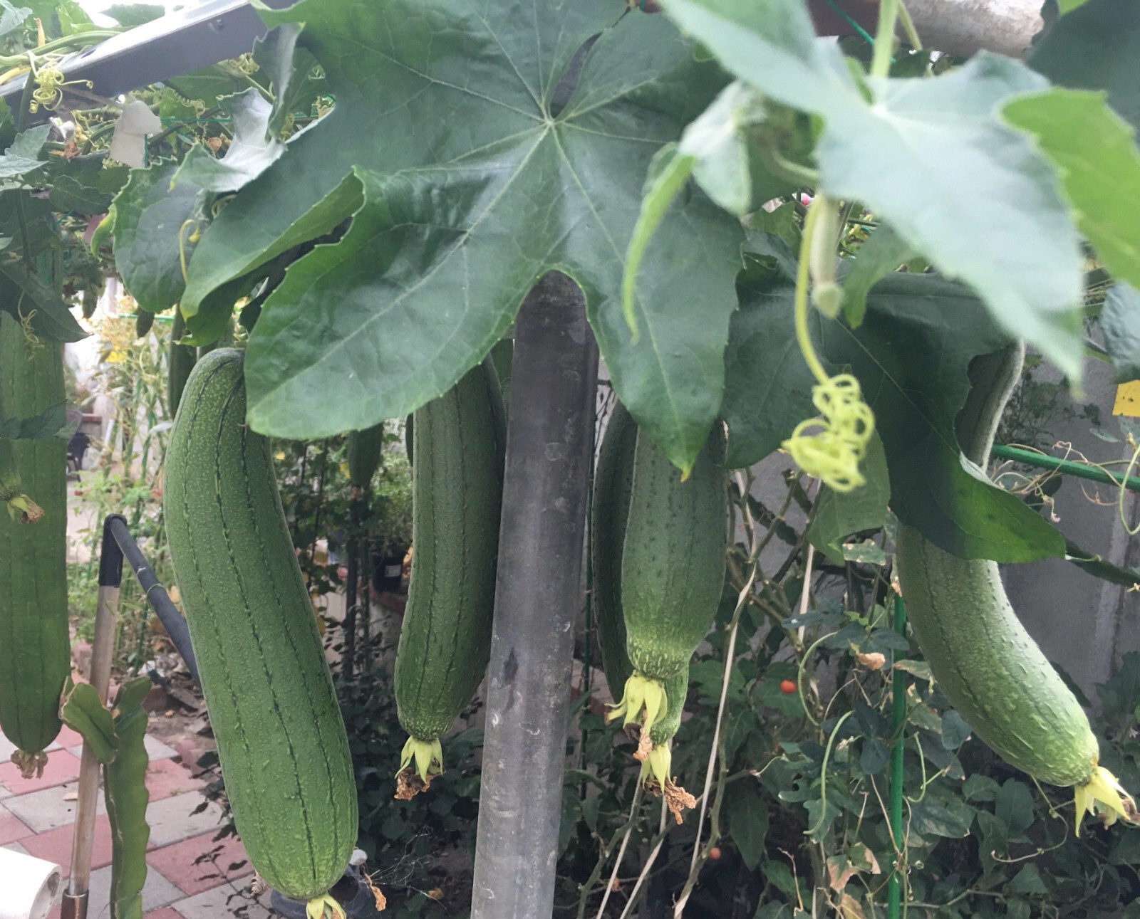 15+ Sponge dishcloth Gourd Seeds Luffa Gourd Smooth Loofah Chinese Sigua USA