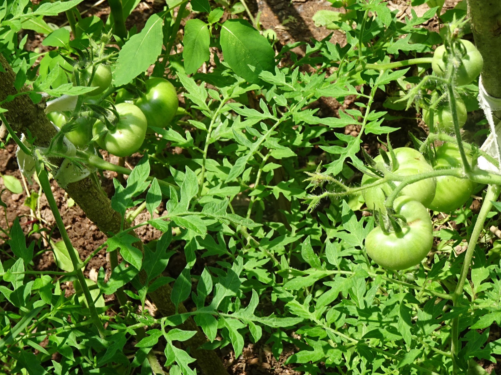 Silvery Fir Tree Tomato 15+ Seeds Early Red Organic Heirloom Dwarf from 2025