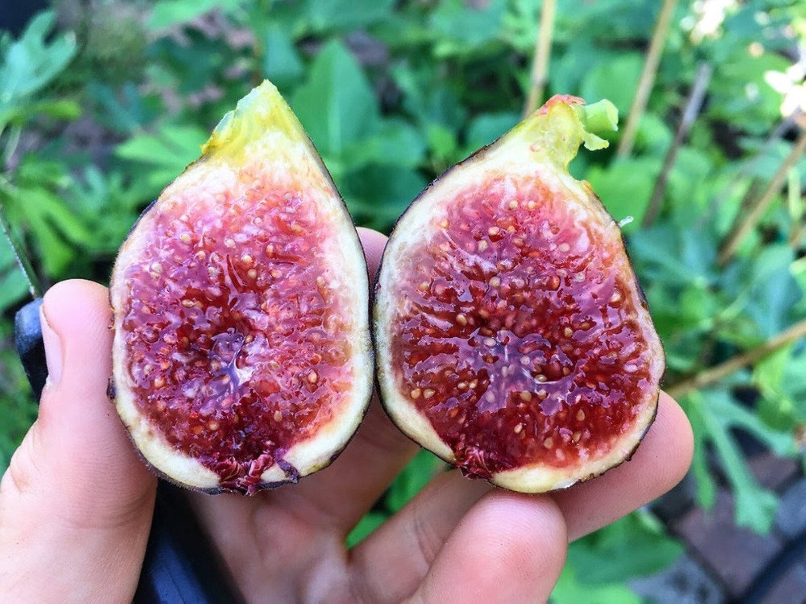 18-36″ tall Chicago Hardy Fig Plant – Ficus carica tree