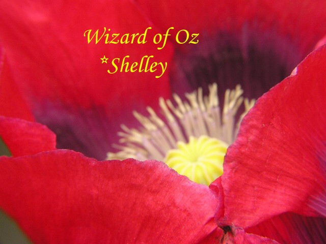 Best Seller! Tazzy Purple, Wizard Red, Afghan Pink Mix 10,000 seeds PoppyQueen👑