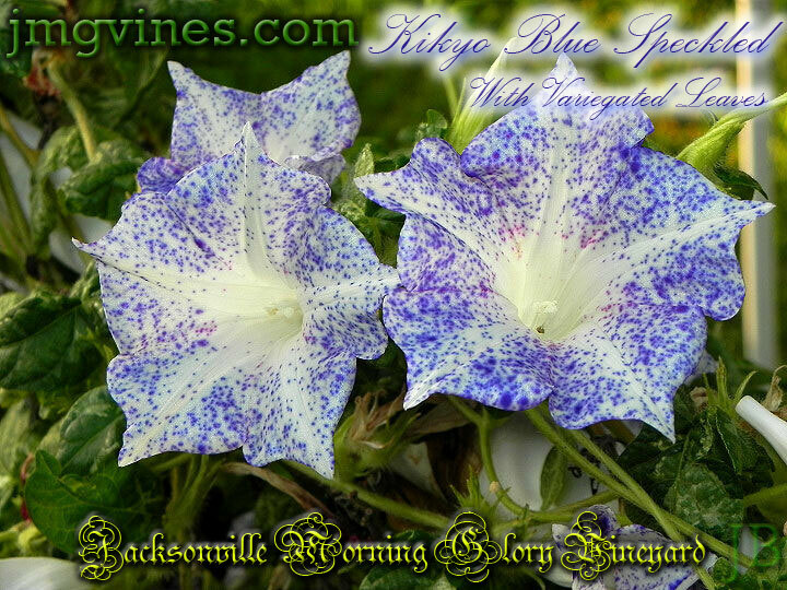Kikyo Blue Speckled Variegated Leaves Japanese Morning Glory 6 Seeds