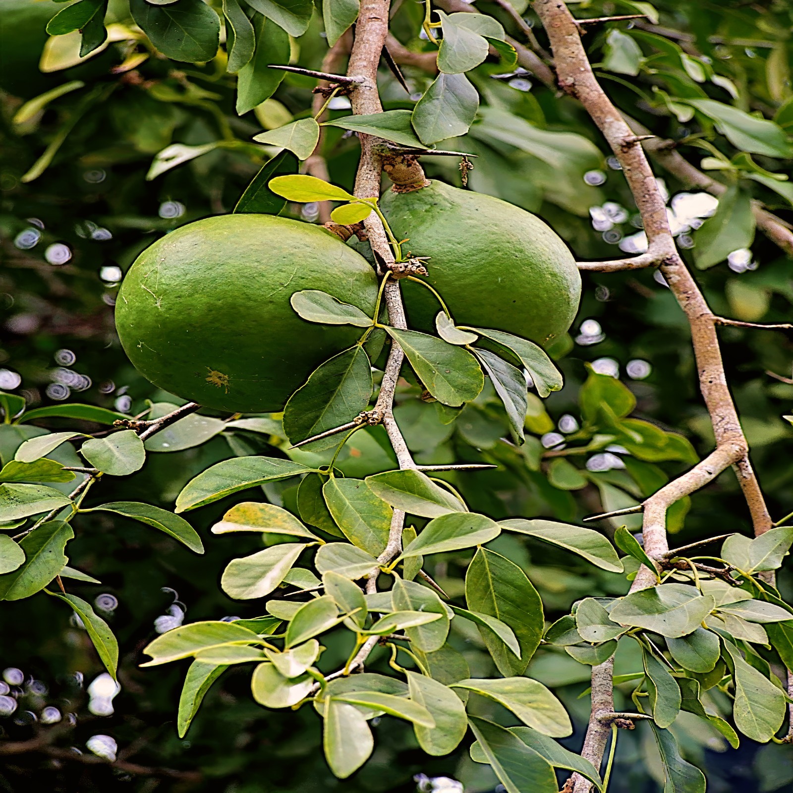 10 Bael Fruit Tree Seeds (Aegle marmelos) Bengal Quince Stone Apple Plant RARE!