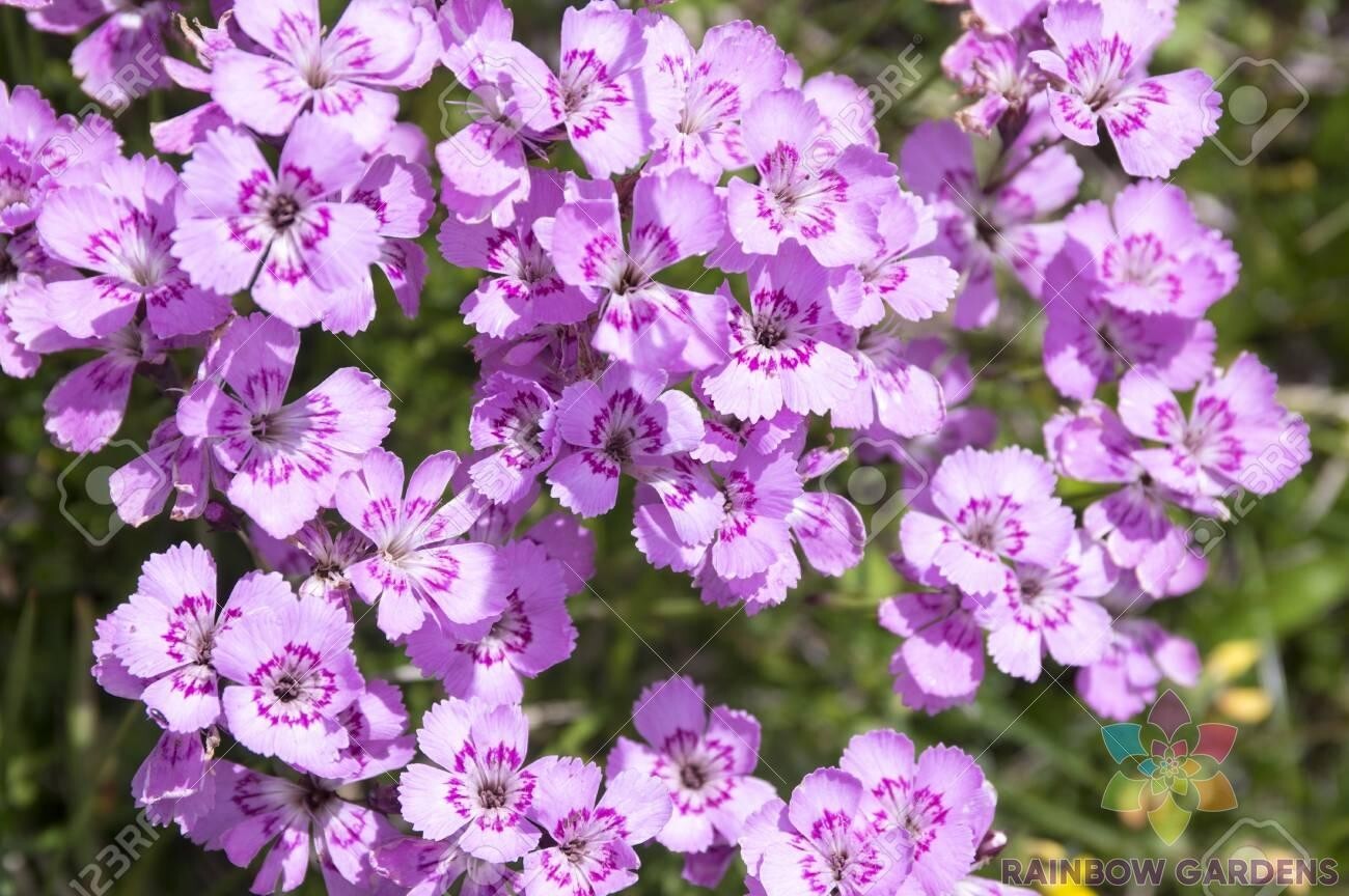 200+ Dianthus Nitidus Carnation Seeds for Garden Planting – USA – FREE SHIPPING!