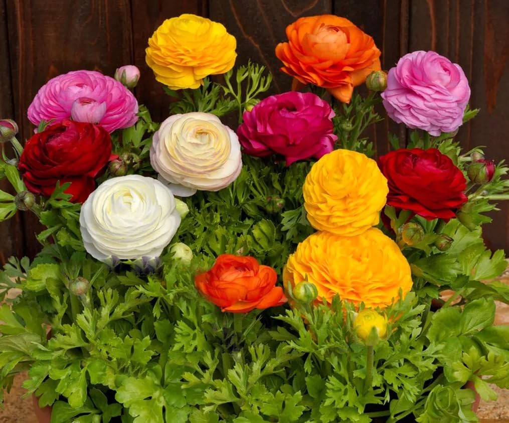 10 PCS Mixed Color Ranunculus Bulbs Fall Planting Spring Blooms Flower