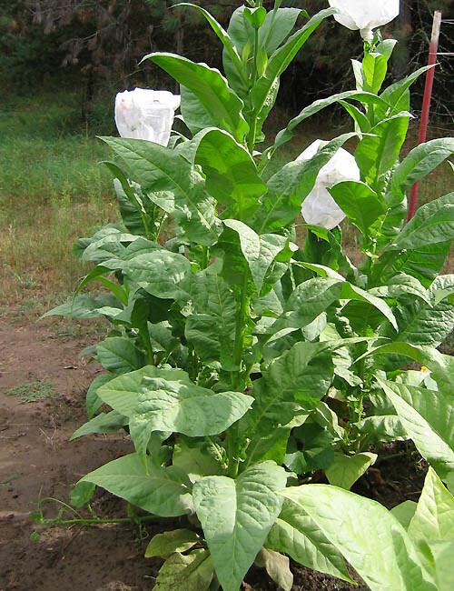 1000 Banana Leaf Tobacco Seeds ~ Heirloom Non-GMO ~ Virginian Tobacco