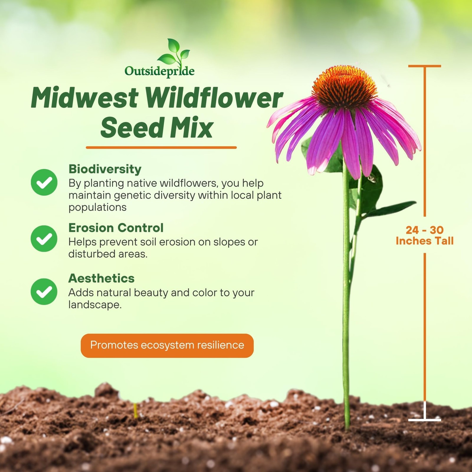 Midwest Wildflower Seed Mix – 1 Lb. Annual & Perennial Native Seeds for