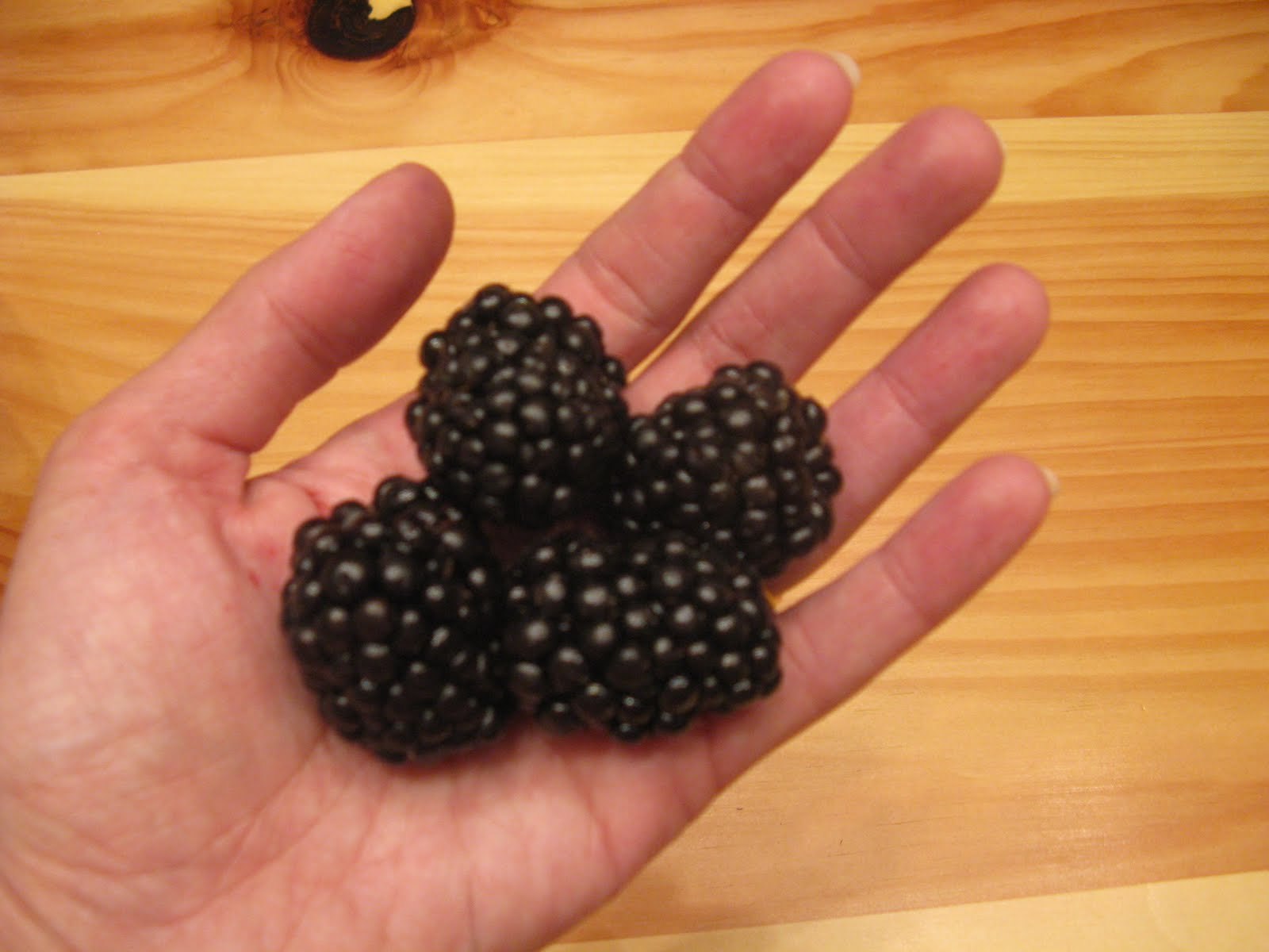 GIANT BLACKBERRY * 35 SEEDS*MEDICINAL*ANTIOXIDANT*FIBER*HEALTHFUL*TRIPLE CROWN