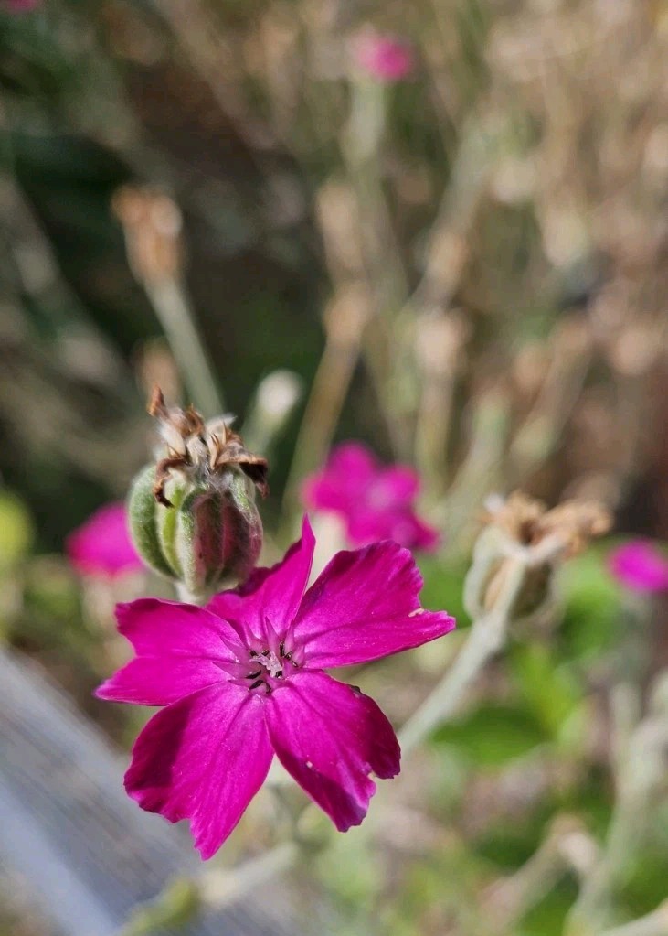 200 Vibrant Magenta- Rose Campion Seeds Perennial Low Maintenance – FREE SHIP