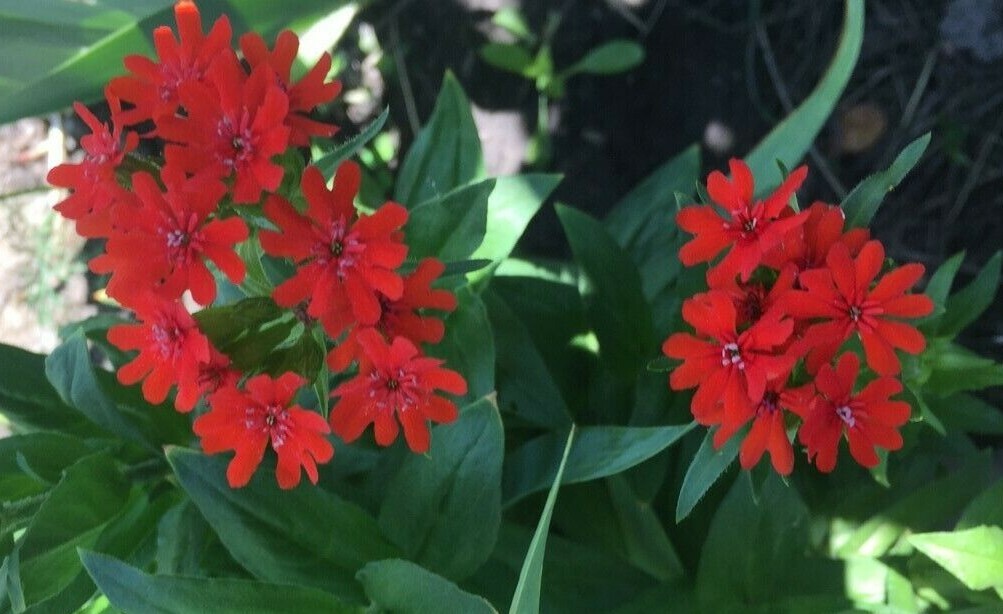 100+ Seeds Lychnis Chalcedonica Maltese Cross Scarlet Lightning Red Perennial