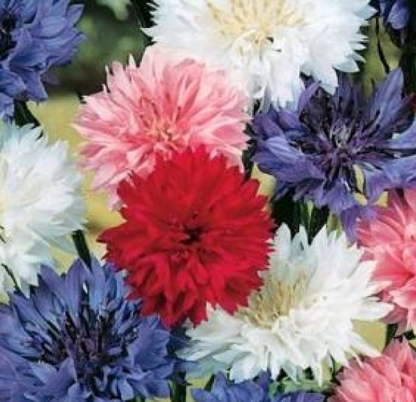 100 FRESH BACHELOR BUTTON “POLKA DOT” SEEDS DWARF MIX FREE SHIPPING CORNFLOWER