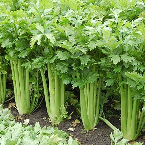Giant Golden Pascal Celery Seeds | Heirloom / Non-GMO | Free Shipping | 1136